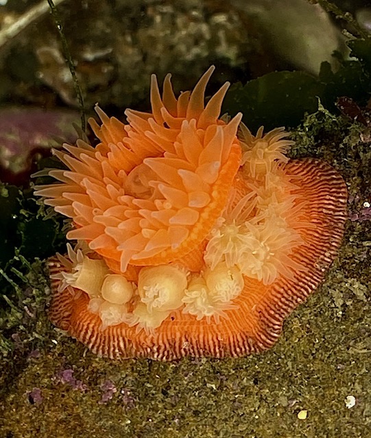 The image shows a bright orange sea anemone attached to a rock or a similar surface. The anemone has a central disc surrounded by numerous tentacles that are pointed and slightly translucent. The tentacles are arranged in concentric circles and vary in size, with the ones in the center being longer and more prominent. The base of the anemone is a darker orange with a ribbed texture. The surrounding area appears to be underwater, with some green algae or seaweed visible in the background.