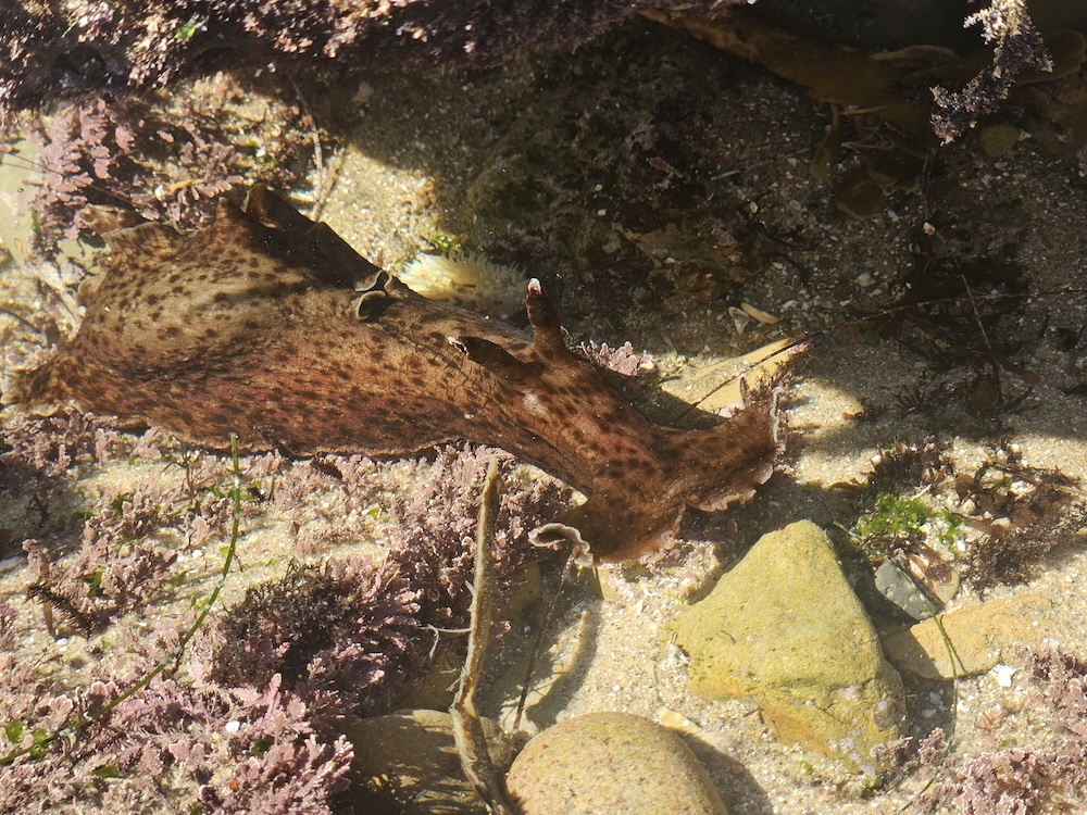 The image shows a marine creature that appears to be a sea hare, a type of sea slug, in a shallow tide pool. It has a large, soft, and flattened body with a brown, mottled pattern that helps it blend into its surroundings. The sea hare is surrounded by various types of seaweed and algae, which are purplish and green in color. The sandy and rocky bottom of the tide pool is visible, with sunlight filtering through the water, casting shadows and highlighting the textures of the sea hare and the surrounding environment.