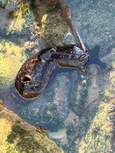 The image shows a large, dark-colored sea slug or sea hare in a shallow tide pool. The creature has a smooth, shiny body with a few visible folds and a pair of tentacle-like structures on its head. The tide pool is surrounded by rocks and algae, with some green and yellowish hues visible in the water and on the rocks. The water is clear, allowing a view of the sandy and rocky bottom of the pool.