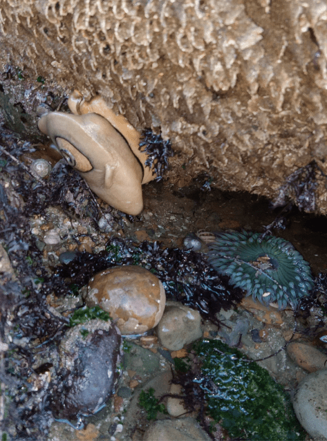 The image shows a close-up view of a rocky tide pool environment. There is a large, beige-colored sea snail or limpet attached to the underside of a rock, with its spiral shell visible. Below it, on the rocky surface, there is a green sea anemone with its tentacles spread out. The surrounding area is covered with various small rocks, pebbles, and patches of seaweed or algae. The scene is wet, indicating the presence of water, typical of a tide pool habitat.