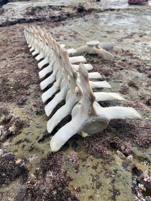 The image shows a series of vertebrae, likely from a large marine animal, such as a whale, lying on a rocky surface. The vertebrae are aligned in a row, and the bones appear weathered and aged, suggesting they have been exposed to the elements for some time. The rocky surface is uneven and has patches of what looks like moss or algae, indicating a coastal or marine environment. The perspective of the photo is from a low angle, looking along the length of the vertebrae.