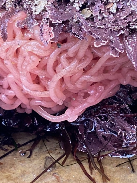 The image shows a cluster of pink, worm-like sea creatures, possibly marine worms or sea anemones, nestled among various types of seaweed. The seaweed is a mix of colors, primarily purples and browns, with some leafy and some more branched textures. The scene appears to be in a tide pool or a similar marine environment, with water glistening on the surfaces of the seaweed and the creatures.