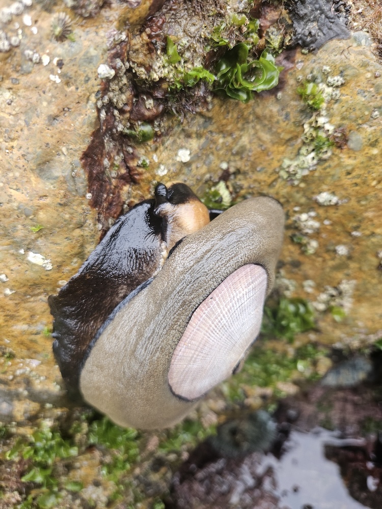 The image shows a large marine mollusk, likely a limpet, attached to a rock surface. The limpet has a conical shell with a smooth, slightly domed shape and a light brown to beige color. The shell has a radial pattern of lines and a slightly darker edge. The mollusk's body is visible beneath the shell, appearing dark and glossy. The rock surface is covered with various small marine organisms, including patches of green algae and barnacles. The setting appears to be a tidal zone, as the rock is wet and there is water visible at the bottom of the image.