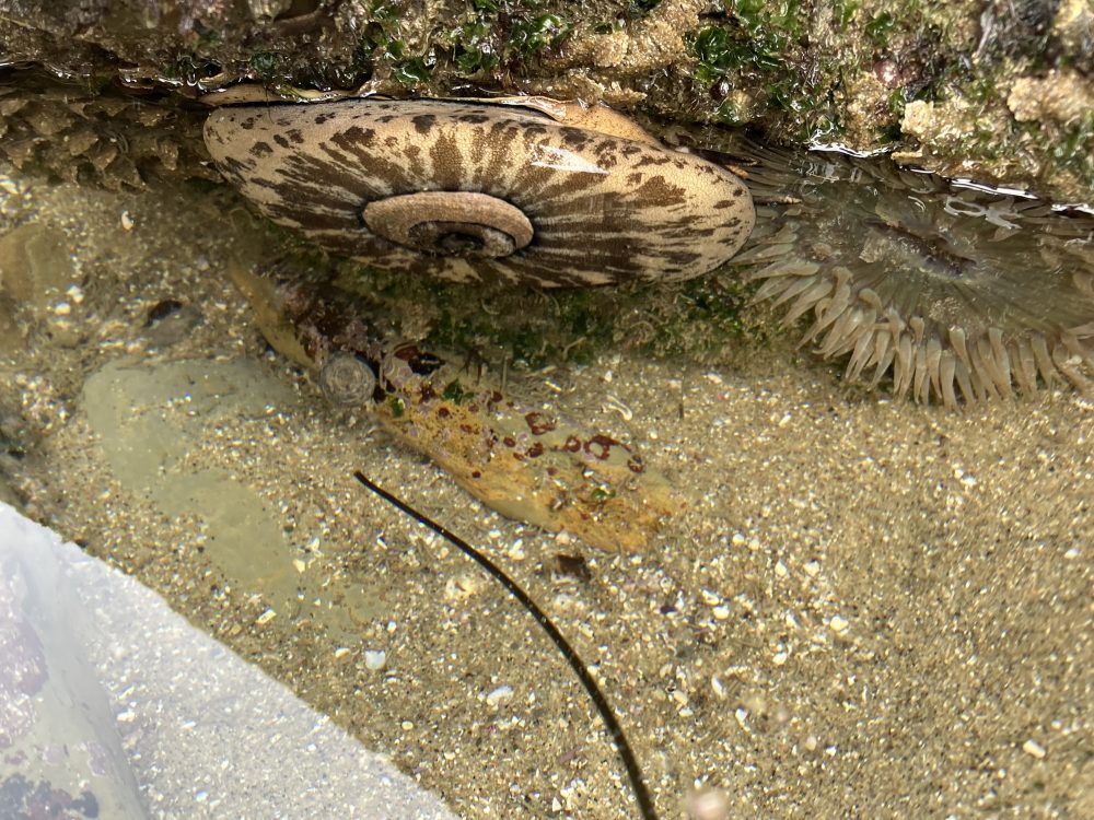 The image shows a close-up view of a tide pool or shallow water area at the beach. There is a large, circular, brown and beige patterned shell attached to a rock, which appears to be a limpet. To the right of the limpet, there is a sea anemone with translucent tentacles. Below the limpet, there is a small snail with a spiral shell. The sandy bottom of the tide pool is visible, with some small pebbles and bits of seaweed scattered around. The water is clear, allowing a good view of the marine life and the textures of the sand and rocks.