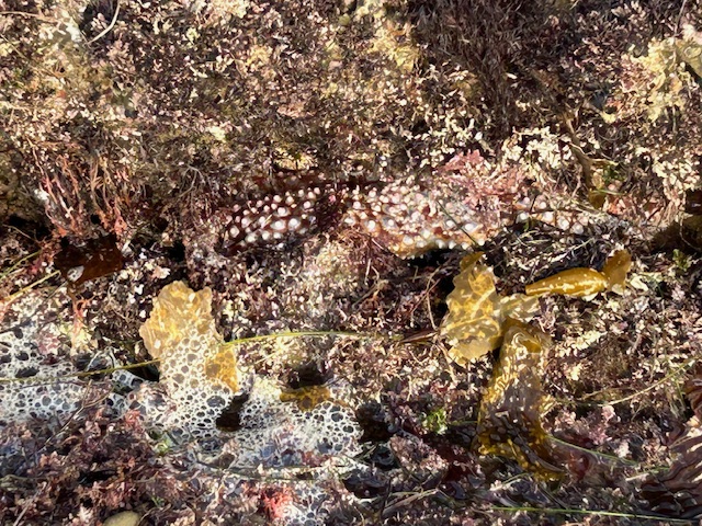 The image shows a close-up view of a tide pool or rocky shore area covered with various types of seaweed and marine life. The scene is dominated by a mix of brown, green, and reddish seaweed, with some having a bubbly or foamy texture. Among the seaweed, there is a noticeable marine creature that appears to be a sea cucumber or a similar organism, characterized by its elongated body and a pattern of white spots or nodules on its surface. The overall appearance is natural and textured, with a variety of organic shapes and colors.