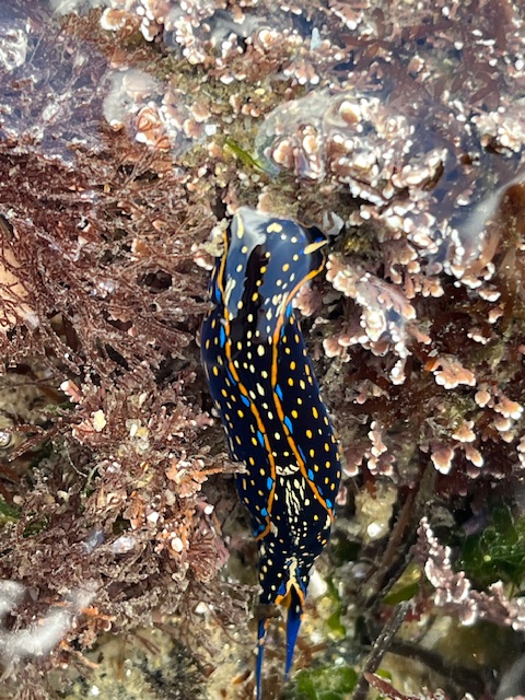 The image shows a vibrant sea slug, also known as a nudibranch, in a tide pool. The sea slug has a striking appearance with a dark blue or black body covered in bright orange or yellow spots. It is surrounded by various types of marine life, including brown and pinkish corals or algae. The water is clear, allowing a good view of the sea slug and its surroundings. The scene captures the rich and colorful biodiversity found in tide pools.