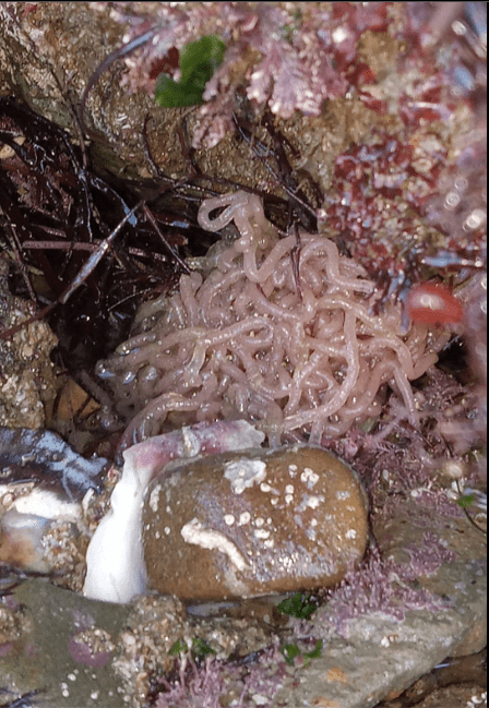 The image shows a close-up view of a tide pool or rocky shore area. In the center, there is a cluster of pale pink, worm-like creatures tangled together. Surrounding them are various types of seaweed and algae, with colors ranging from dark red to green. There is also a small, smooth brown rock with white spots and patches on its surface. The environment appears wet, suggesting it is near the water or recently submerged.