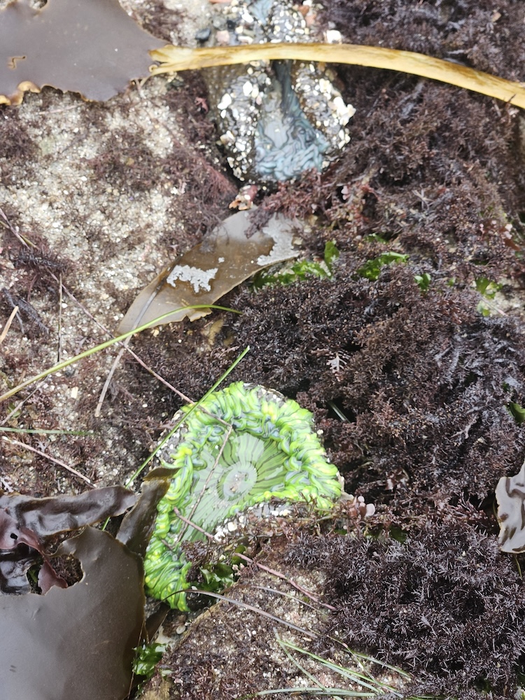 The image shows a close-up view of a rocky tide pool area. In the center, there is a sea anemone with bright green tentacles and a darker green center. The anemone is partially open, revealing its intricate structure. Surrounding the anemone, there are various types of seaweed and algae, including dark brown and reddish-purple varieties. The surface is sandy and rocky, with some small shells and barnacles visible. A piece of brown seaweed is draped across the top of the image. The scene captures the diverse and colorful marine life found in a tide pool.