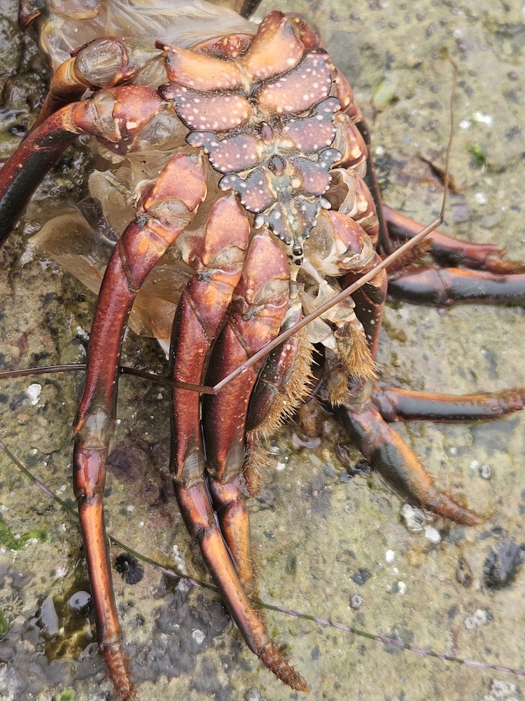 The image shows the underside of a crab lying on a wet, rocky surface. The crab's legs are prominently visible, with a reddish-brown color and some lighter patches. The body of the crab has a textured, segmented appearance with a pattern of small white spots. The crab's legs are splayed out, and the surface beneath it appears to be a mix of sand and small stones, with some green algae or moss in certain areas. The crab seems to be in a natural, coastal environment.