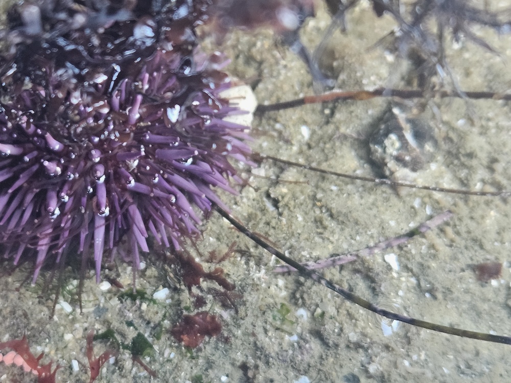 The image shows a close-up of a purple sea urchin in a shallow water setting. The sea urchin is covered in numerous spines that are a vibrant purple color. The surrounding area appears to be a sandy or rocky seabed with some small patches of seaweed or algae. The water is clear enough to see the details of the sea urchin and the texture of the seabed.