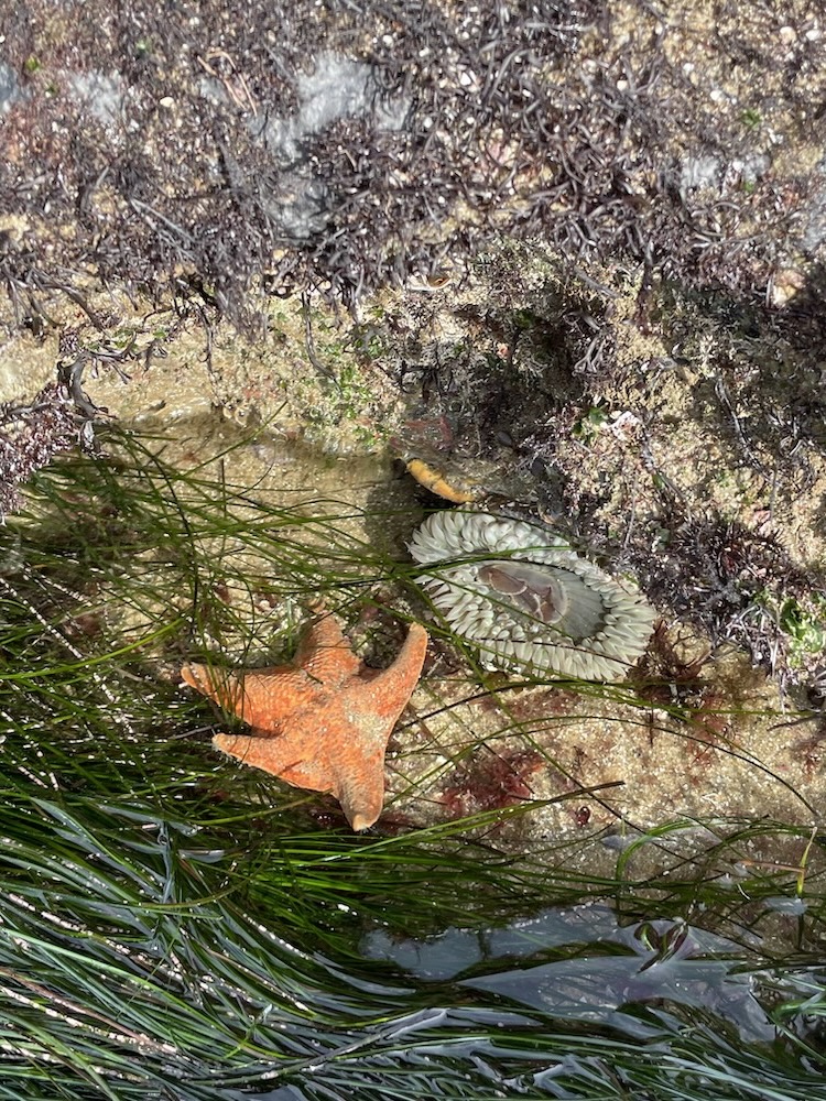 The image shows a small tide pool with a starfish and a sea anemone. The starfish is orange and has five arms, lying on the sandy bottom of the pool. Nearby, there is a sea anemone with a greenish color and tentacles surrounding its mouth. The pool is surrounded by rocks and seaweed, with some green sea grass visible in the water. The setting appears to be a rocky shoreline or beach area.