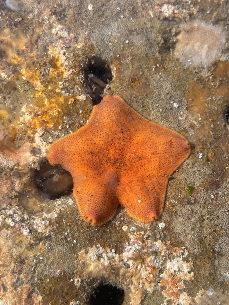 The image shows a small, orange sea star with five short, stubby arms. It is lying on a rocky surface in shallow water. The sea star's surface has a textured, bumpy appearance. The surrounding area is a mix of rock and small marine organisms, with some patches of algae or other growths. There are also a few small holes in the rock, possibly made by marine creatures. The water is clear, allowing a good view of the sea star and the rocky surface beneath it.