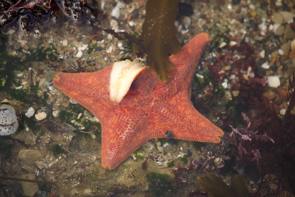 The image shows a starfish in a shallow tide pool. The starfish is orange with a rough, textured surface and five arms. It is partially submerged in water, surrounded by various types of seaweed and small pebbles on the sandy bottom. There is a small, light-colored shell resting on top of the starfish. The water is clear, allowing a good view of the starfish and its surroundings.