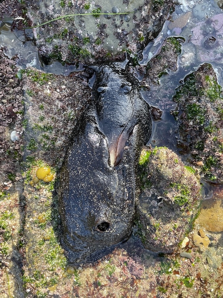 The image shows a large black sea slug, likely a type of sea hare, resting on a rocky surface in a tide pool. The sea slug has a smooth, shiny texture with some sand particles on its body. It is surrounded by rocks and patches of green algae or seaweed. The tide pool is shallow, with water partially covering the rocks and the sea slug. The overall setting appears to be a coastal area with a mix of marine life.