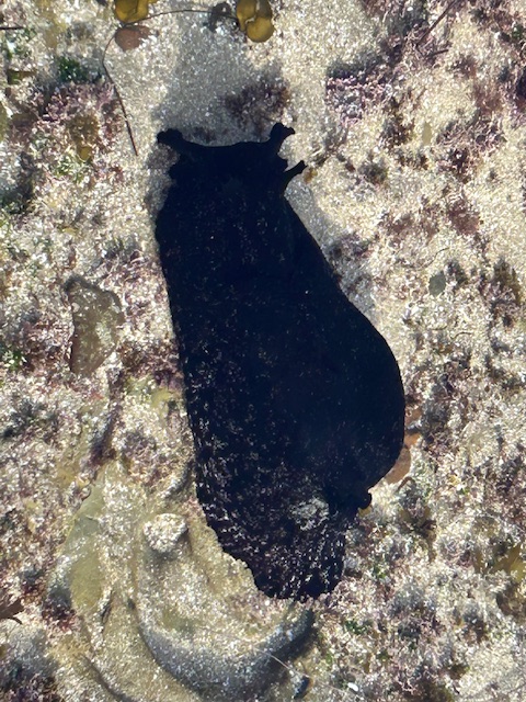 The image shows a dark-colored sea slug, likely a type of sea hare, resting on a sandy and rocky surface in a tide pool. The sea slug has a smooth, elongated body with a slightly rounded shape. The surrounding area is covered with small patches of algae and bits of seaweed, giving a textured appearance to the environment. The sea slug's dark color contrasts with the lighter, sandy background.