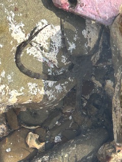 The image shows a rocky surface with a brittle star, a type of echinoderm similar to a starfish, resting on it. The brittle star has long, slender arms that are darker in color and contrast with the lighter, textured surface of the rocks. The rocks have patches of white, possibly from lichen or barnacles, and there are some small pools of water around them, suggesting a tide pool environment. The brittle star's arms are spread out across the rocks.