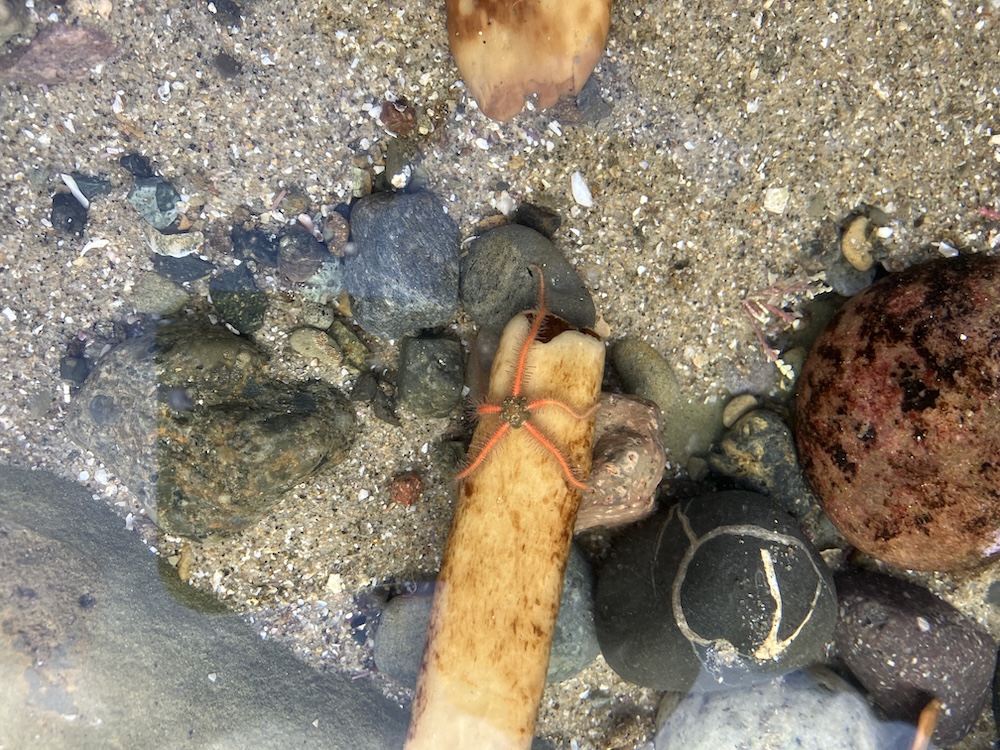 The image shows a small section of a shallow tide pool. In the center, there is a brittle star, a type of echinoderm, with a small central disc and five slender, flexible arms. The arms are orange with a slightly darker central line. The brittle star is resting on a long, light brown shell or piece of driftwood. Surrounding it are various rocks and pebbles of different sizes and colors, including grey, brown, and reddish tones. The sandy bottom of the pool is visible, and the water is clear, allowing a good view of the scene.