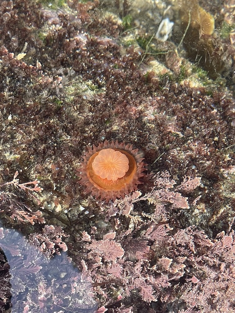 The image shows a marine environment, likely a tide pool, with various types of seaweed and marine life. In the center of the image, there is a sea anemone with a pinkish-orange hue. The anemone has a round shape with a central disc and tentacles surrounding it. The surrounding area is covered with different kinds of seaweed and algae, mostly in shades of brown and pink. The water is clear, allowing a good view of the underwater scene.