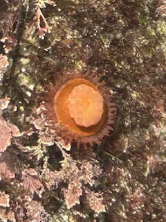 The image shows a close-up of a marine organism, likely a type of sea anemone or coral, attached to a rock surface. The organism is circular with a central, flower-like structure that is a light orange color. Surrounding this central part are petal-like structures that are darker orange and have a spiky appearance. The rock surface is covered with various textures and colors, including patches of pink and brown, which could be other marine life or algae.