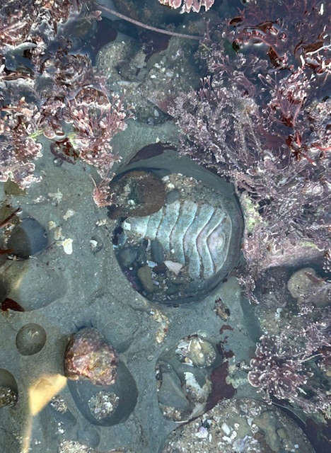 The image shows a close-up view of a rocky tide pool. In the center, there is a large, oval-shaped shell of a marine creature, possibly a chiton, with distinct, segmented plates. The shell is partially embedded in the rock and surrounded by various types of seaweed and marine algae, which have a purplish hue. The water is clear, allowing a good view of the details beneath the surface, including small rocks and other marine life forms scattered around. The overall scene is a natural marine habitat, typical of a coastal tide pool.