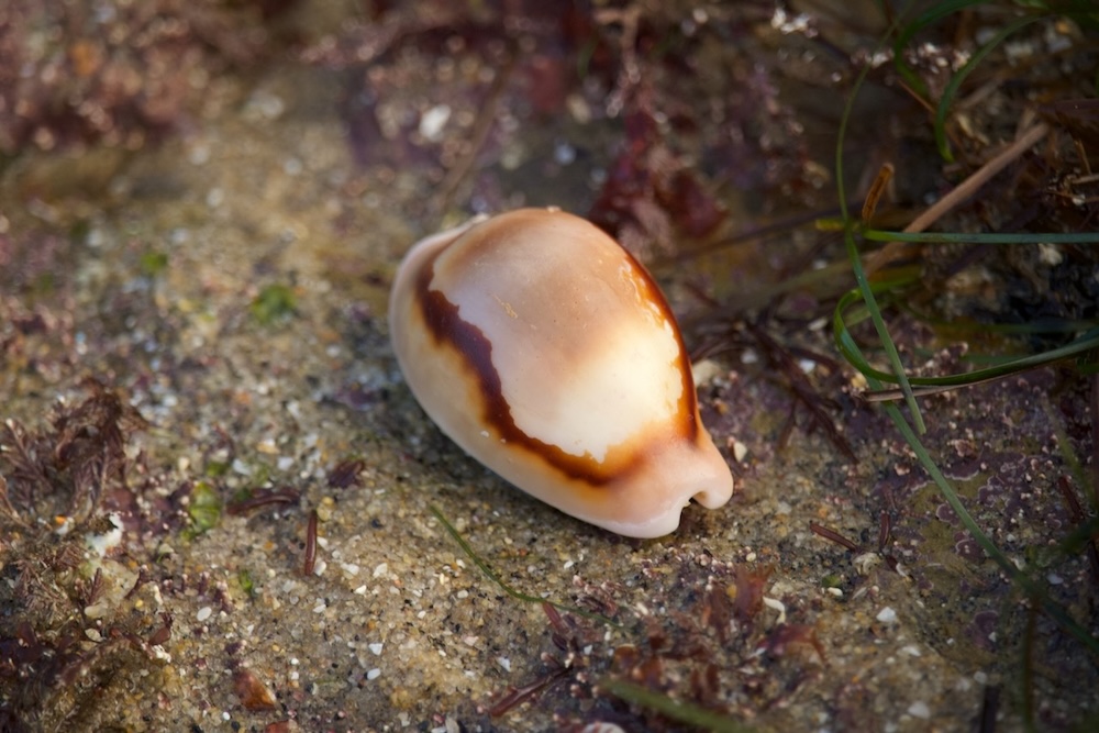 The image shows a close-up of a seashell lying on a sandy surface. The shell is smooth and glossy, with a predominantly cream color and a distinctive brown band running along its length. The surrounding area has some small patches of green and brown seaweed or plant material scattered on the sand. The shell appears to be a cowrie, known for its shiny and polished appearance.