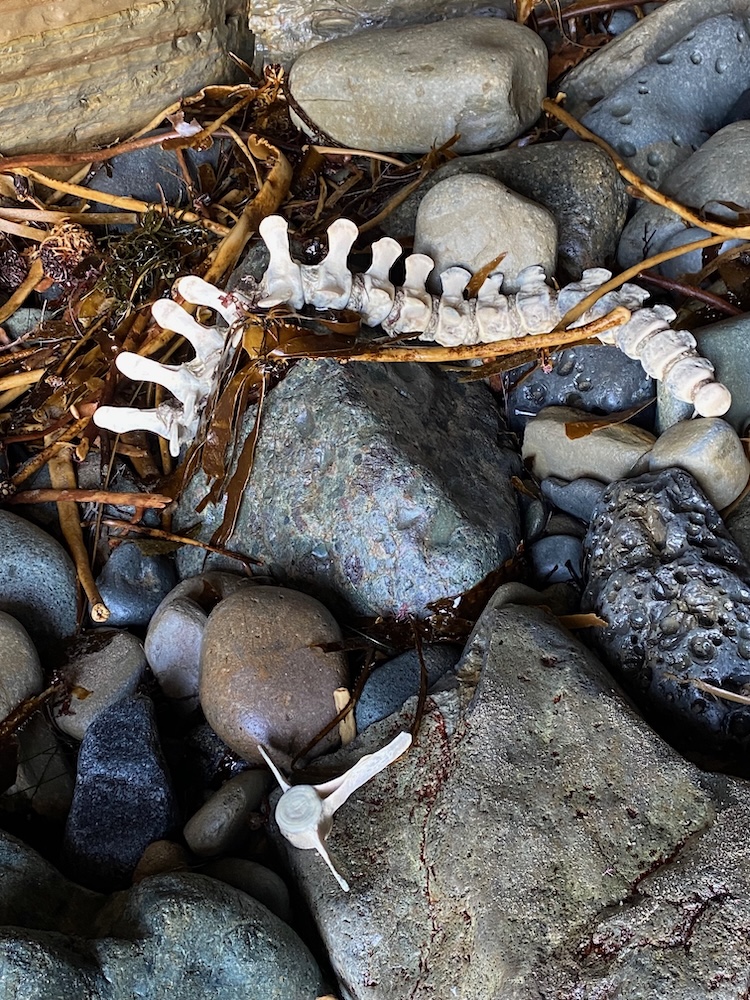 The image shows a section of a vertebral column, likely from an animal, lying on a bed of rocks and pebbles. The bones are white and appear to be partially covered by dried seaweed or plant material. The rocks surrounding the bones are of various sizes and colors, ranging from light gray to dark gray, and some have a smooth texture. The scene suggests a natural setting, possibly near a beach or riverbank.