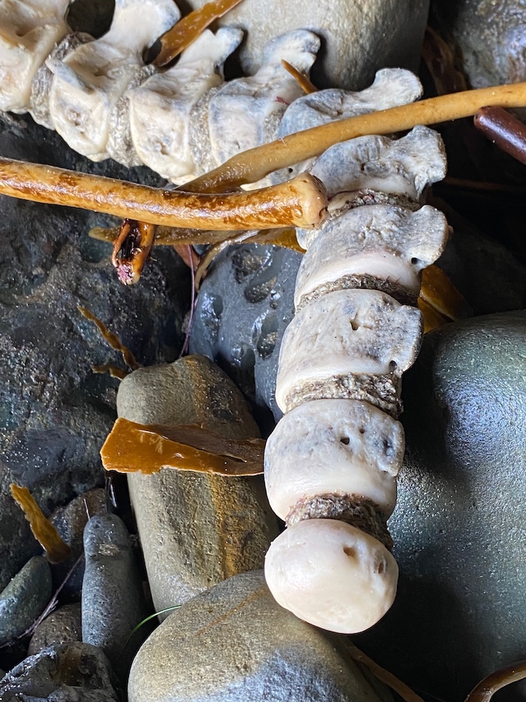 The image shows a close-up of a section of a vertebral column, likely from an animal, lying on a rocky surface. The vertebrae are light in color and appear to be weathered, with some rough texture and small holes visible. There are also some brownish seaweed or plant stems intertwined with the vertebrae and scattered around the rocks. The rocks are smooth and vary in size and color, mostly in shades of gray and brown. The scene suggests a natural setting, possibly near a beach or a riverbank.