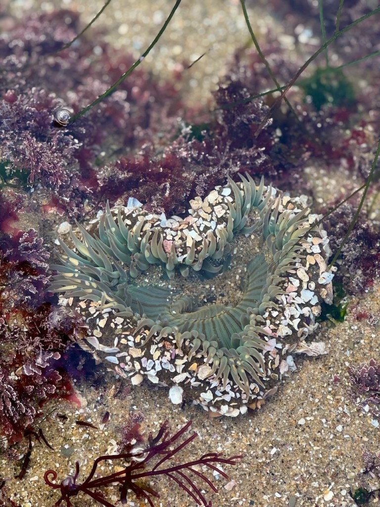 The image shows a close-up view of a tide pool. In the center, there is a sea anemone with its tentacles spread out in a circular pattern. The tentacles are a mix of green and beige colors, and they are adorned with small bits of shell and sand. Surrounding the anemone, there are various types of seaweed and algae, mostly in shades of red and purple. The sandy bottom of the tide pool is visible, with small pebbles and grains of sand scattered around. There are also a few thin, green strands of sea grass or algae extending across the scene.