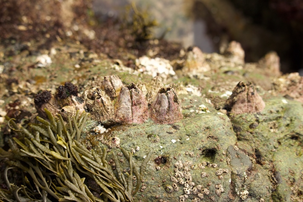 The image shows a close-up view of a rocky surface covered with barnacles and seaweed. The barnacles are small, cone-shaped crustaceans with rough, textured shells that are attached to the rock. They vary in size and are clustered together in groups. The seaweed is greenish-brown, with long, narrow fronds that are also attached to the rock. The surface of the rock is uneven and appears to be wet, suggesting it might be in a tidal zone or near the water. The background is blurred, focusing the attention on the barnacles and seaweed in the foreground.