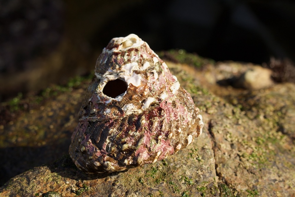 The image shows a close-up of a turban snail attached to a rock. The barnacle has a conical shape with a rough, textured surface. It is predominantly brown with patches of white and pink, giving it a weathered appearance. There is a noticeable hole near the top of the barnacle. The rock it is attached to is also rough and has some green moss or algae growing on it, suggesting a natural, possibly coastal environment. The lighting in the image highlights the textures and colors of both the barnacle and the rock.