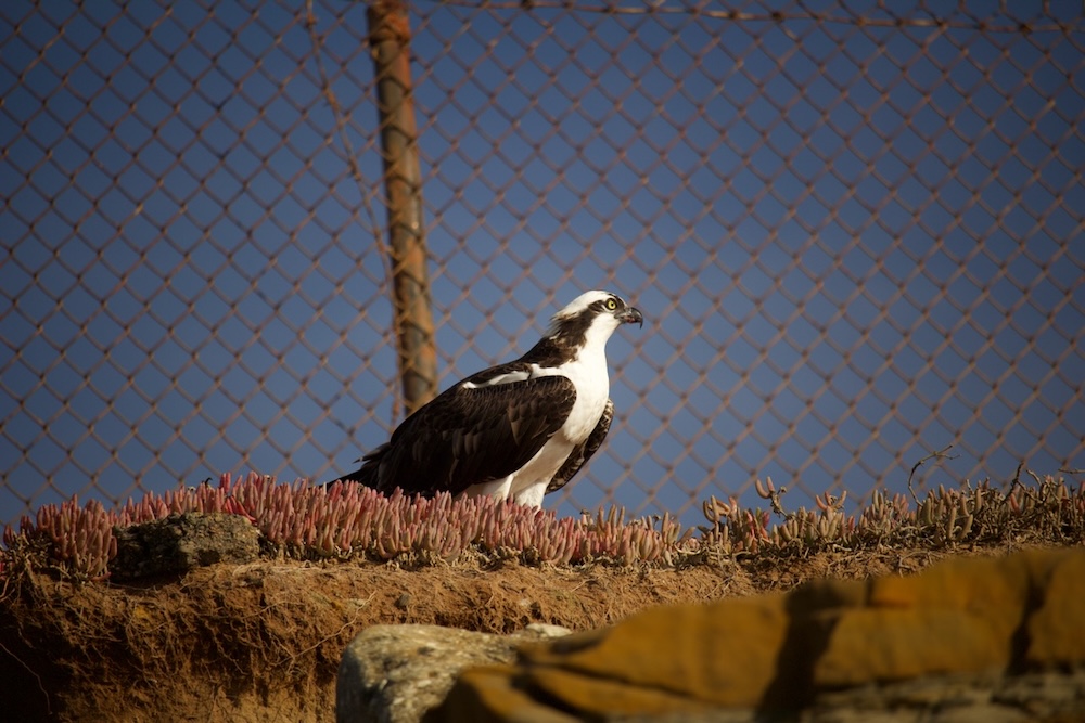 The image shows an osprey, a large bird of prey, perched on a rocky surface. The bird has a distinctive appearance with a white head, dark eye stripe, and brownish-black wings and back. It is standing amidst some low-growing plants with pinkish-red tips. In the background, there is a chain-link fence against a clear blue sky. The lighting suggests it might be late afternoon or early morning, casting a warm glow on the scene.