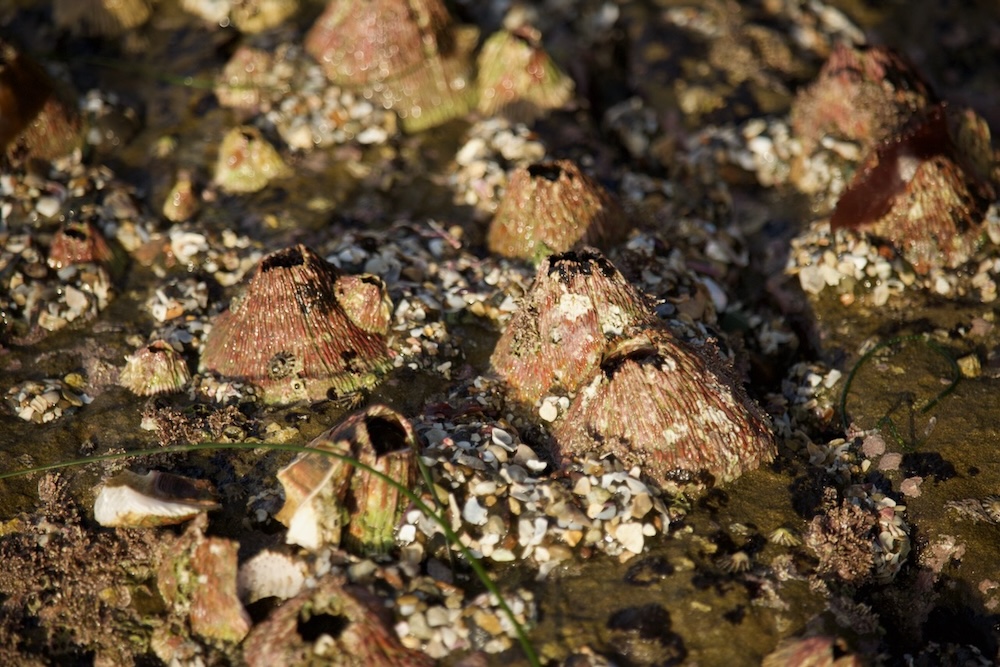 The image shows a close-up view of a rocky surface covered with barnacles. The barnacles are cone-shaped and have a rough, textured surface. They are clustered together, with some appearing larger than others. The barnacles have a mix of colors, including shades of brown, green, and pinkish hues. There are also small bits of shell fragments and other marine debris scattered around them. The lighting suggests that the scene is outdoors, possibly at a coastal area during low tide.