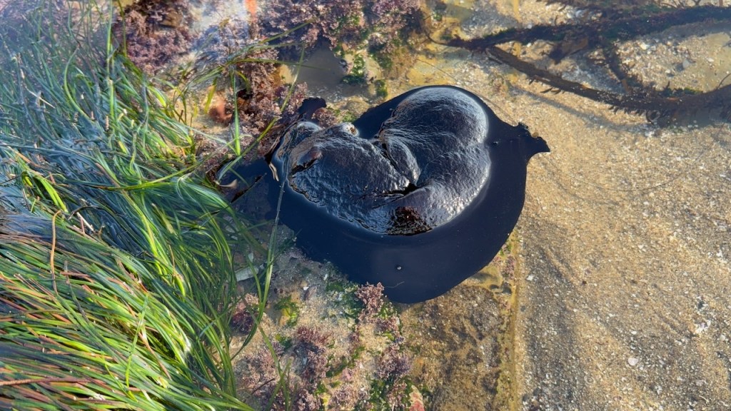 The image shows a marine scene with a dark, shiny, and smooth object that resembles a large sea slug or a similar marine creature. It is partially submerged in shallow water, surrounded by various types of seaweed and algae. On the left side, there is a dense patch of long, green sea grass, while other parts of the image show purple and brown algae. The sandy bottom of the water is visible, giving the scene a natural coastal or tide pool appearance. The water is clear, allowing for a good view of the underwater elements.