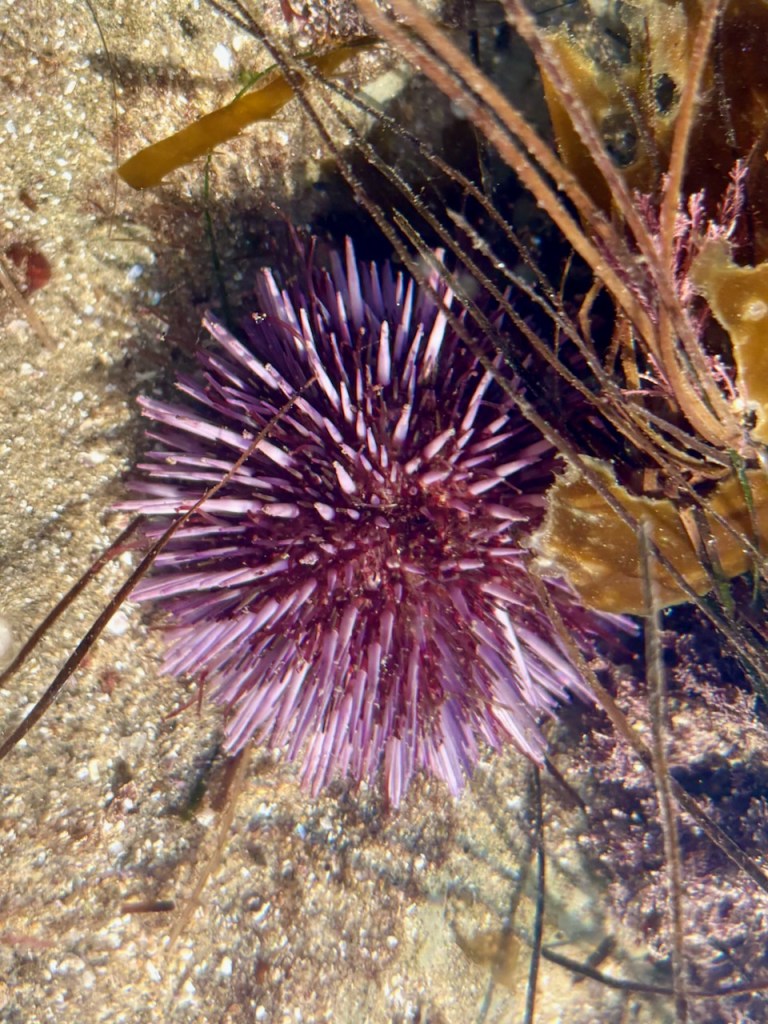 The image shows a purple sea urchin underwater. It has long, pointed spines radiating outward from its round body. The sea urchin is resting on a sandy seabed, surrounded by various types of seaweed and marine plants. The water is clear, allowing a detailed view of the sea urchin and its surroundings. The sunlight creates a shimmering effect on the sand and the spines of the sea urchin.