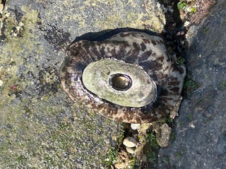 The image shows a close-up of a limpet attached to a rock surface. The limpet has a conical shell with a central peak and radiating ridges. The shell is mostly a light color with darker, irregular patterns. The surrounding rock surface is rough and textured, with some small patches of green, possibly indicating algae or moss. There are also a few small pebbles and bits of debris around the limpet. The lighting suggests it is taken in natural daylight.