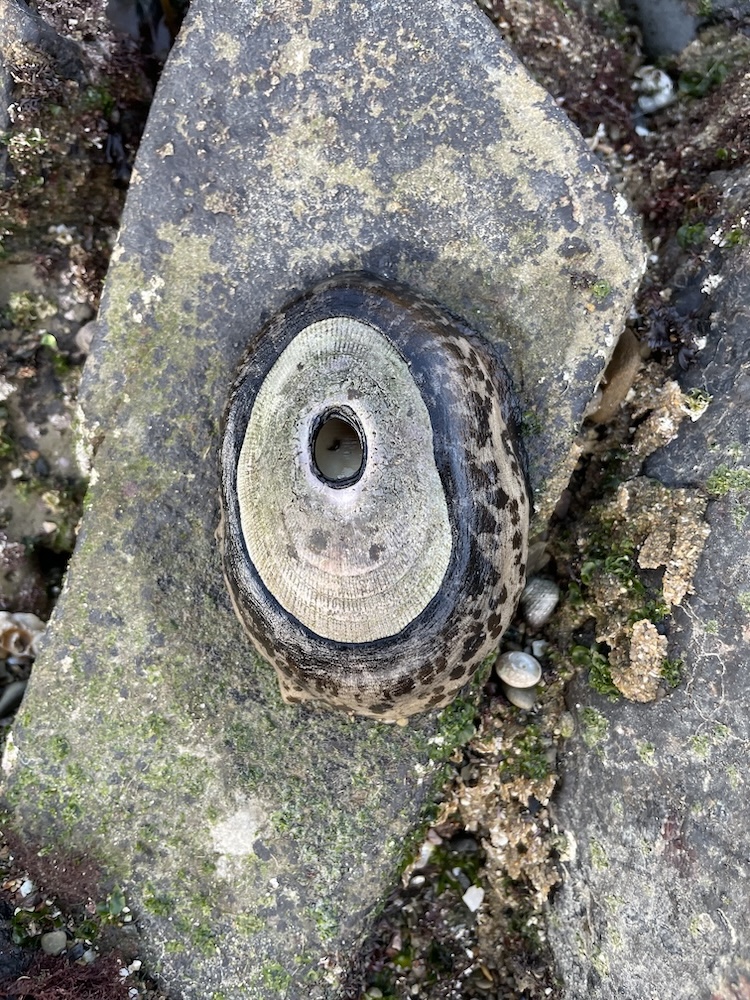 The image shows a limpet, a type of marine mollusk, attached to a rock. The limpet has a conical shell with a distinct opening at the top. The shell is mostly light-colored with a darker, patterned edge. The rock surface around the limpet is covered with patches of green algae and other small marine organisms. The texture of the rock is rough, and there are small bits of sand and debris scattered around.