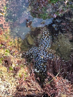 The image shows a tide pool with various marine life. In the center, there is a starfish partially submerged in water. The starfish has a bumpy texture with small, round, raised areas on its surface, which are a bluish-gray color. Surrounding the starfish, there are different types of seaweed and algae in shades of green, brown, and reddish-purple. The water is clear, allowing a view of the rocky and sandy bottom of the tide pool.