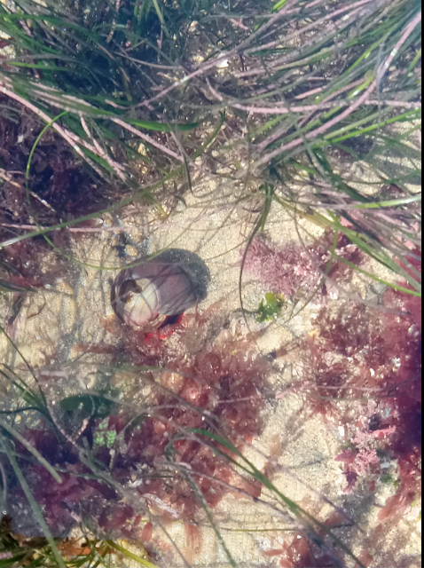 The image shows an underwater scene with a variety of marine life. In the center, there is a small shellfish or mollusk partially buried in the sand. It has a dark, rounded shell with a lighter opening. Surrounding the shellfish are various types of seaweed and aquatic plants, including long, thin green strands and some reddish-brown and purple algae. The sand is visible beneath the water, and the overall scene is a natural underwater habitat.