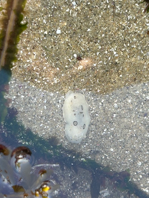 The image shows a small, white sea creature, likely a sea slug or nudibranch, in a shallow tide pool. The creature has a soft, oval-shaped body with several dark circular spots on its back. It is resting on a sandy surface underwater, with some green seaweed and other marine vegetation visible around the edges of the pool. The water is clear, allowing a good view of the creature and the sandy bottom.