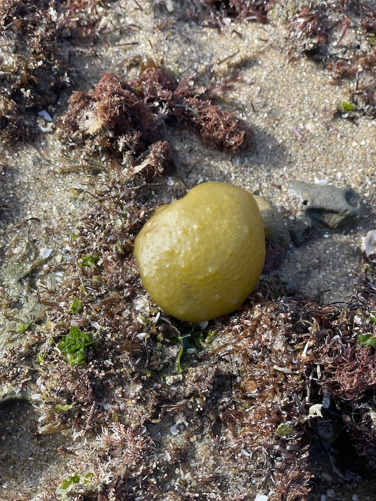 The image shows a sandy beach area with various types of seaweed and marine debris scattered around. In the center of the image, there is a round, yellowish-green object that resembles a sea sponge or a type of marine organism. The surrounding area is covered with small pieces of brown and green seaweed, as well as some small shells and sand particles. The lighting suggests it is a sunny day, casting shadows on the sand.