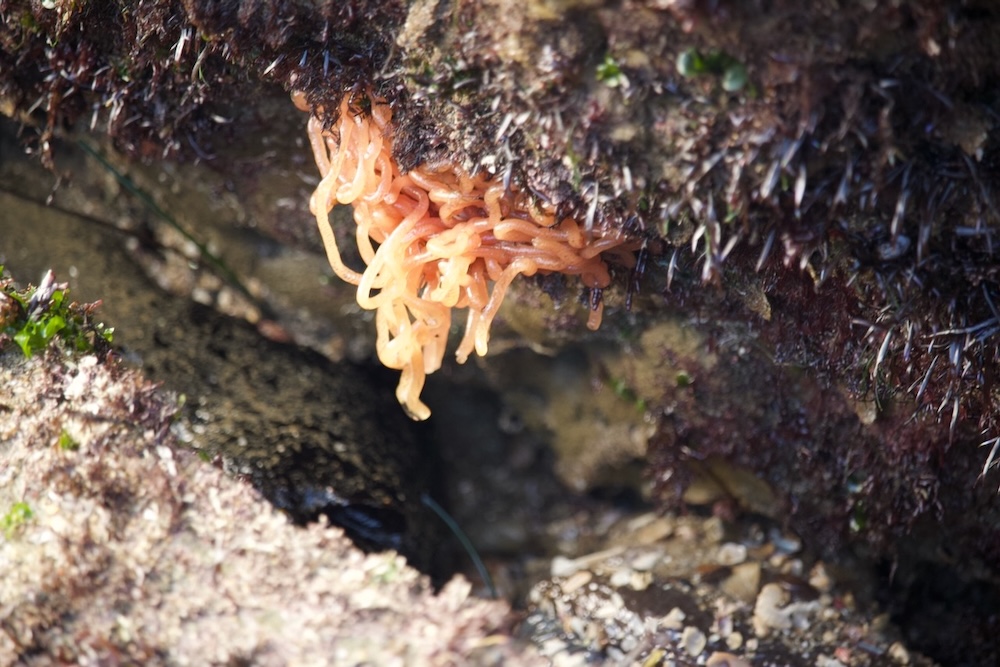 The image shows a cluster of orange, noodle-like sea creatures or organisms attached to a rocky surface. They appear to be hanging down from the underside of a rock, possibly in a tide pool or coastal area. The surrounding rock is covered with various types of marine life, including small, spiky sea urchins or similar organisms. The environment is moist, suggesting it is near water, and there are small patches of green algae or seaweed visible on the rocks.
