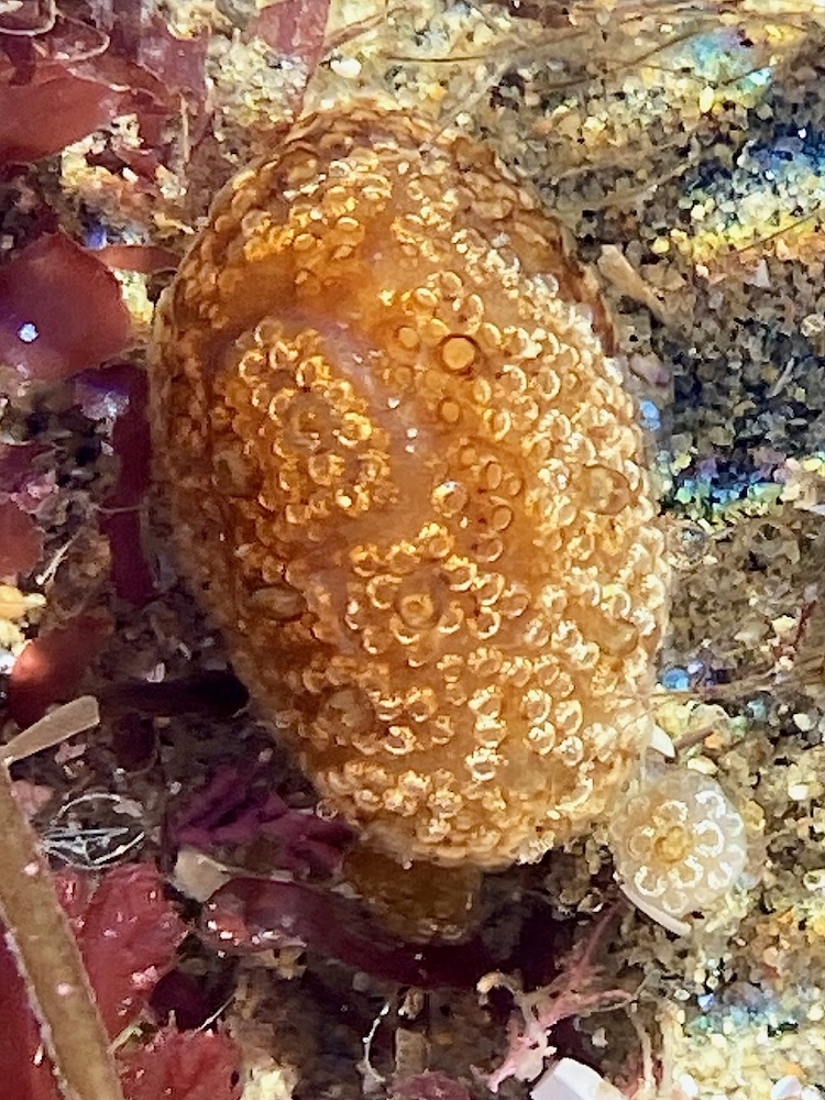The image shows a marine creature, likely a type of sea slug or nudibranch, resting on the ocean floor. It has a rounded, elongated body covered in a pattern of small, circular, raised bumps or tubercles that are orange in color. The surrounding environment includes various types of marine vegetation, such as red and brown seaweeds, and the sandy or rocky substrate of the ocean floor. The creature blends in with its surroundings due to its coloration and texture.