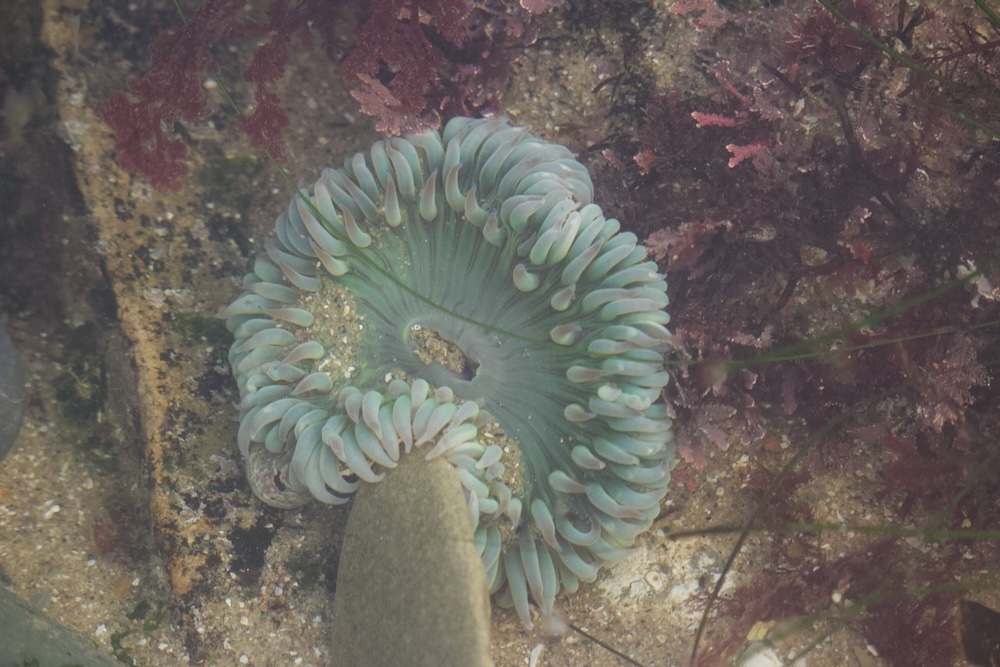 The image shows an underwater scene featuring a sea anemone. The anemone has a circular shape with numerous tentacles that are light green with hints of purple and blue. The tentacles are arranged around a central disc, which is a slightly darker shade of green. The anemone is attached to a rock or a similar surface on the ocean floor, surrounded by various types of seaweed and algae, which are mostly reddish-brown in color. The sandy ocean floor is visible, with small bits of shell and debris scattered around.