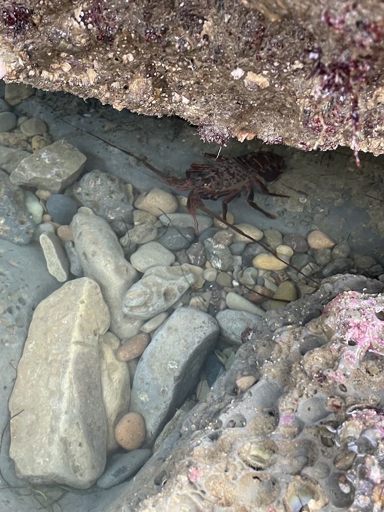 The image shows a small underwater scene, likely in a tide pool or shallow coastal area. There is a rocky surface at the top of the image, covered with small marine organisms and algae. Below, in the water, there are various rocks and pebbles of different sizes and colors. Among these rocks, there is a lobster or a similar crustacean partially hidden under the rocky overhang. The water is clear, allowing a good view of the rocks and the creature beneath the surface.