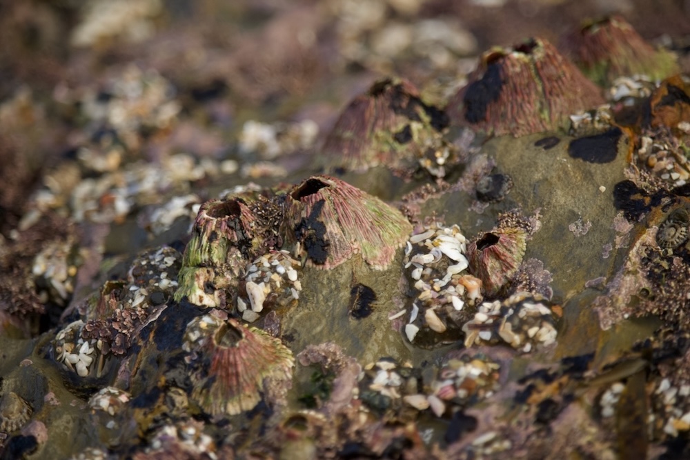 The image shows a close-up view of a rocky surface covered with barnacles and other marine organisms. The barnacles are cone-shaped and have a rough texture, with some displaying a mix of green and reddish hues. The surface is uneven and appears to be part of a tide pool or coastal area, with various small shells and bits of marine life scattered around. The overall appearance is natural and organic, typical of a rocky shoreline environment.