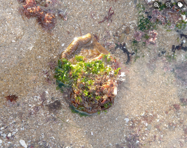 The image shows a close-up view of a sandy beach area with a small pool of water. In the center, there is a sea creature, possibly a sea anemone or a similar marine organism, partially submerged in the water. It is covered with green seaweed and other marine vegetation. The surrounding sand is dotted with small pieces of shells and other marine debris. There are also patches of reddish-brown and green seaweed scattered around the area. The water is clear, allowing a good view of the creature and the surrounding sand.
