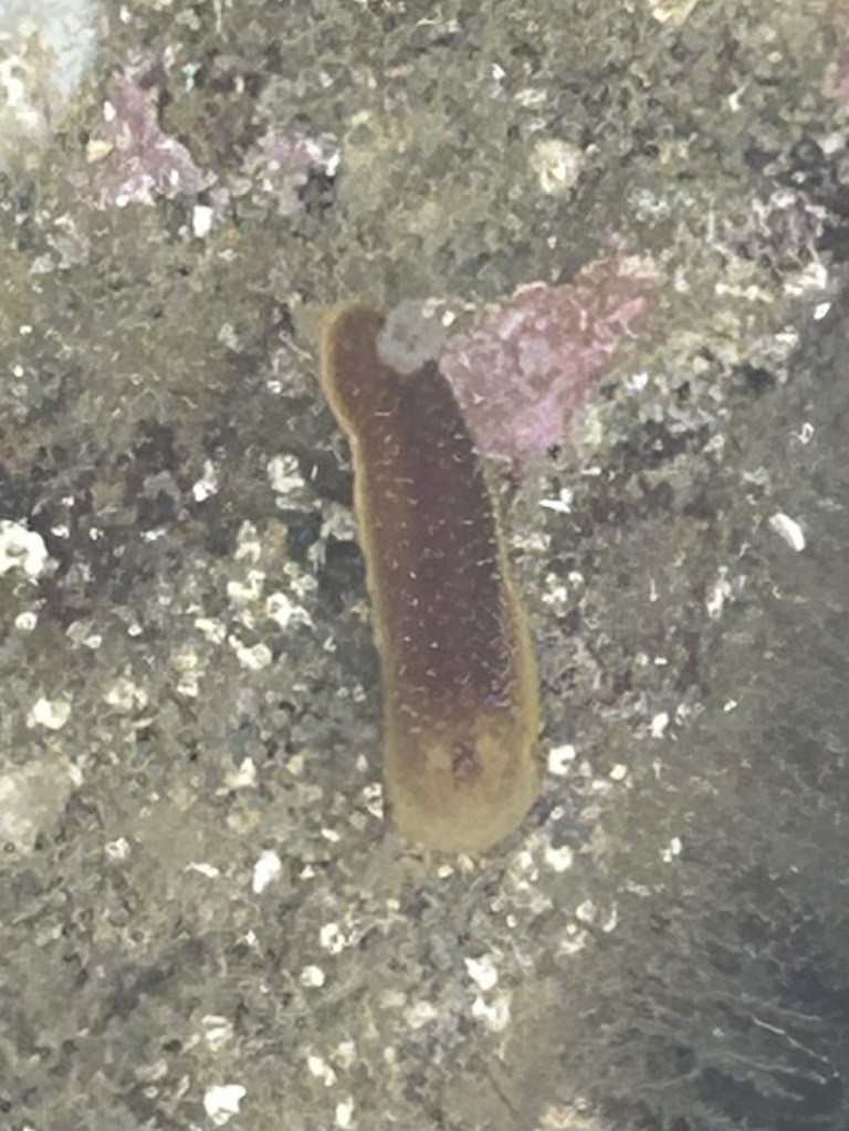 The image shows a small, elongated marine creature that appears to be a type of sea slug or flatworm. It has a brownish body with a lighter, almost translucent edge. The creature is situated on a rough, textured surface that looks like a rock or coral, with some patches of pinkish and white areas around it. The overall environment suggests an underwater setting.