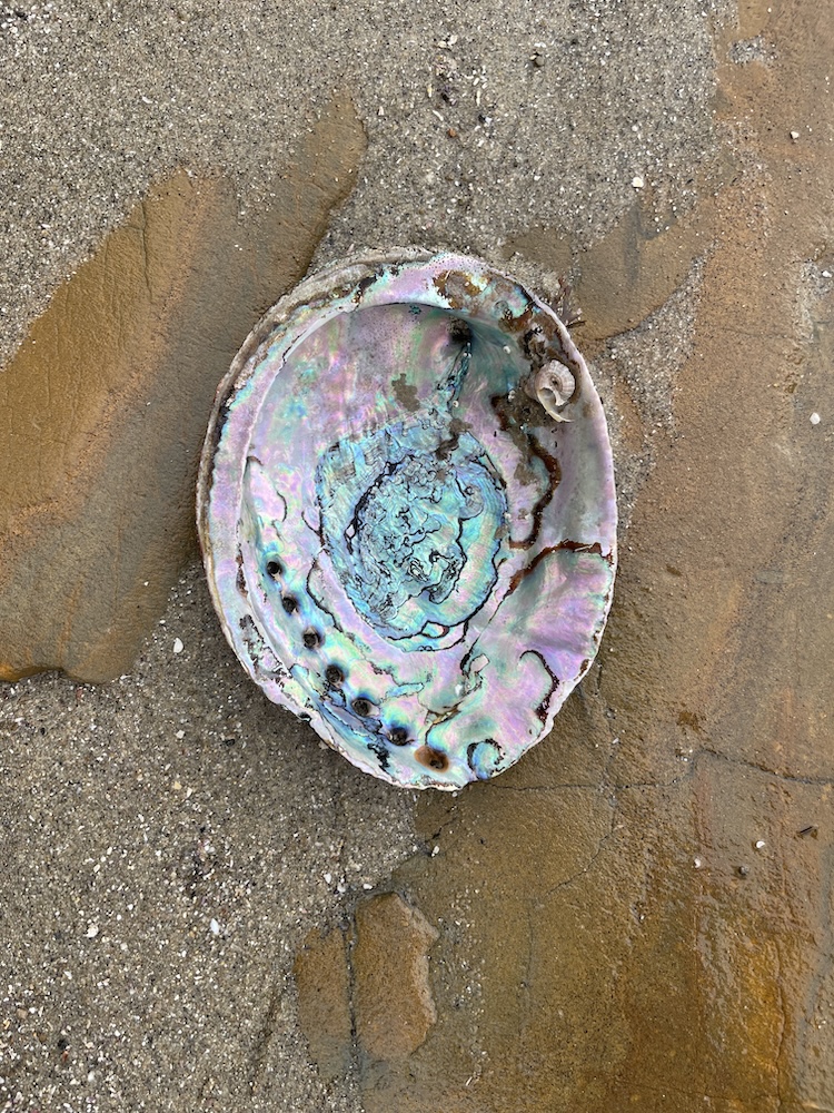 The image shows an abalone shell lying on a sandy and rocky surface. The shell has an iridescent interior with a mix of colors including blue, green, pink, and purple, giving it a shiny and colorful appearance. The outer edge of the shell is rough and more muted in color, contrasting with the vibrant interior. The surrounding surface is a mix of sand and rock, with some wet patches indicating moisture.