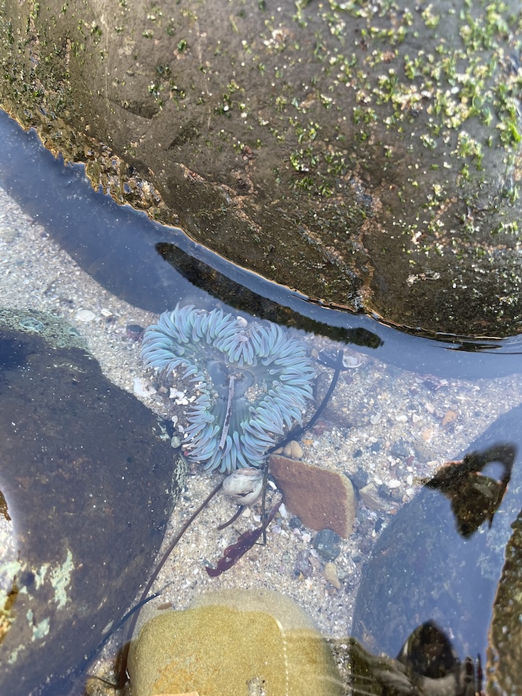 The image shows a tide pool with a sea anemone submerged in clear water. The sea anemone is centered in the image, displaying a circular shape with numerous tentacles that are light blue with hints of purple and green. Surrounding the anemone are various rocks, some covered with green algae. The sandy bottom of the tide pool is visible, with small pebbles and bits of seaweed scattered around. The water is calm, allowing for a clear view of the underwater scene.