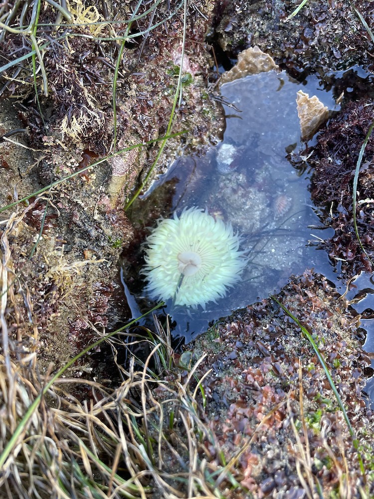 The image shows a small tide pool surrounded by rocky terrain and some seaweed. In the center of the pool, there is a sea anemone with light green tentacles and a slightly darker center. The surrounding rocks are covered with various types of algae and seaweed, and there are some thin, green strands of grass or seaweed draped over the rocks. The water in the pool is clear, allowing a view of the anemone and some of the rocky bottom.